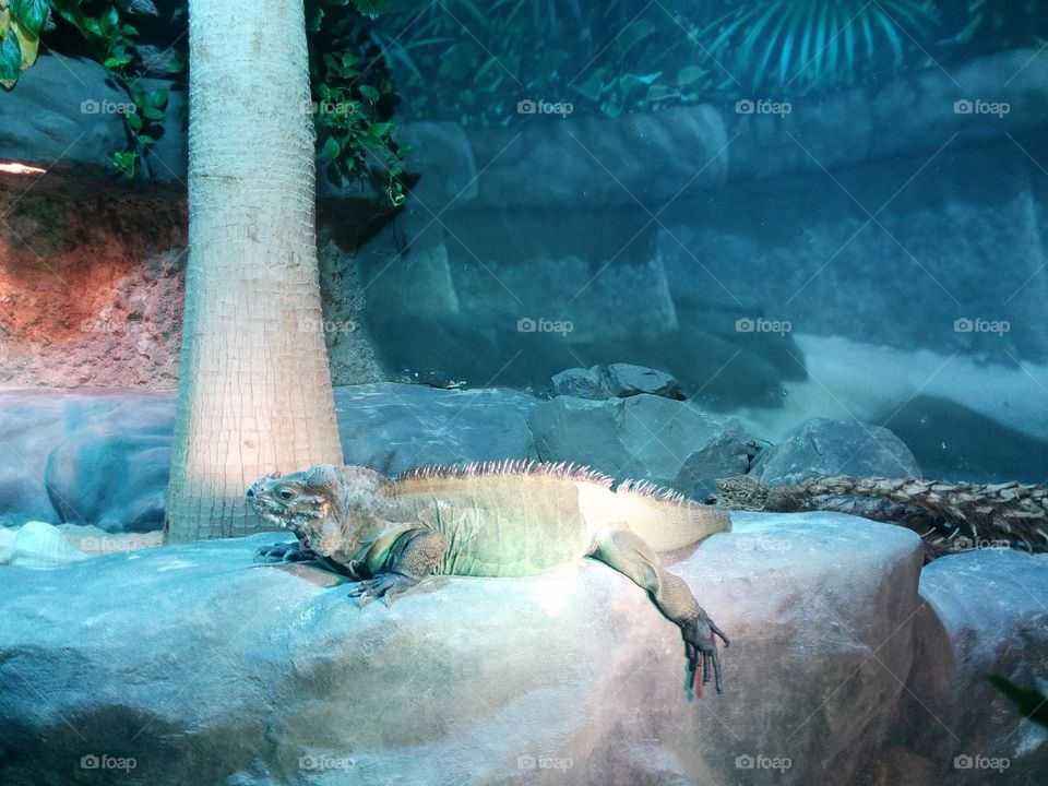 Iguana. We visited the iguana exhibit in the zoo.
