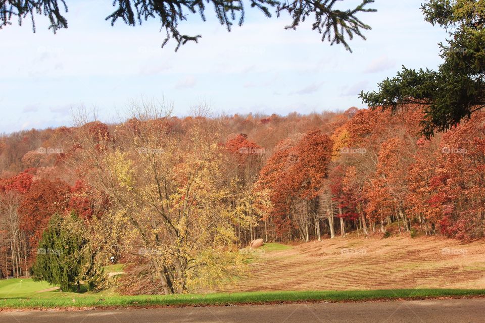 Fall landscape