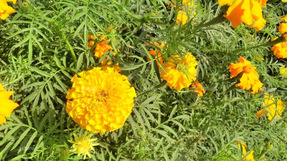 a beautiful merigold flowers in the garden.