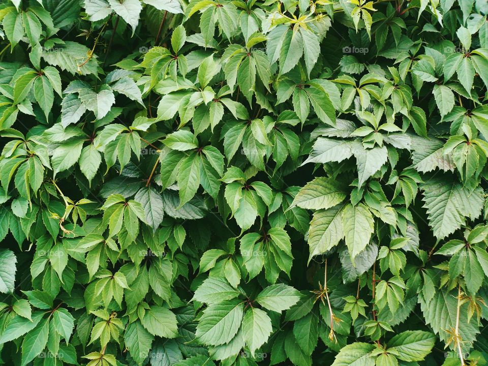 Texture of green leaf