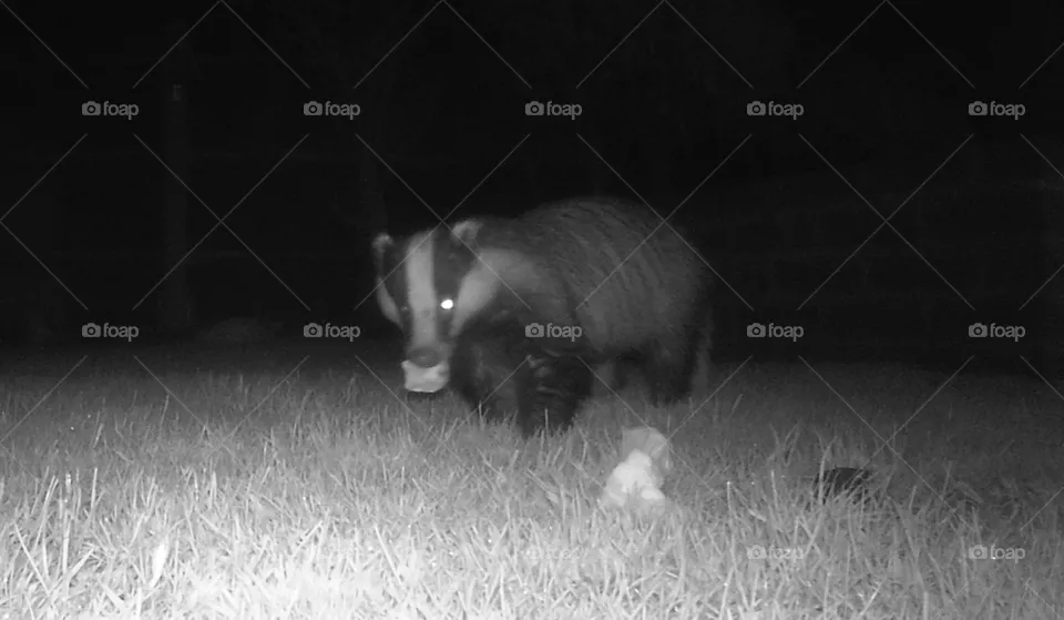 Badger