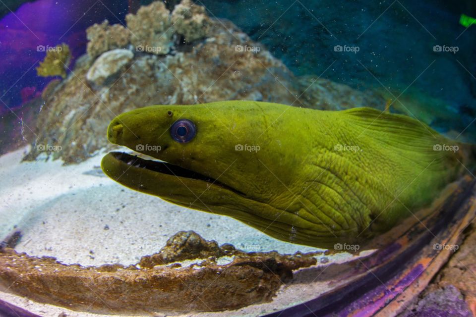 Green eel