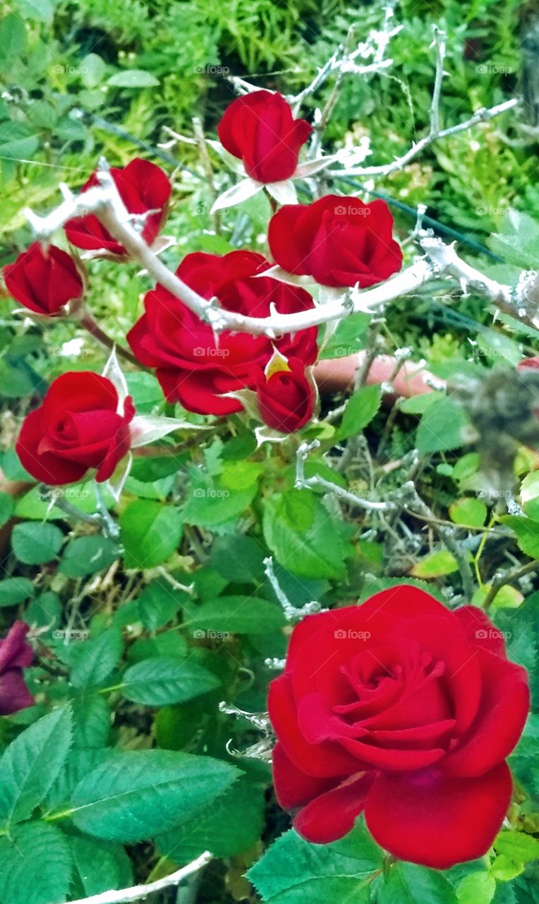 Rose bush plants of the USA