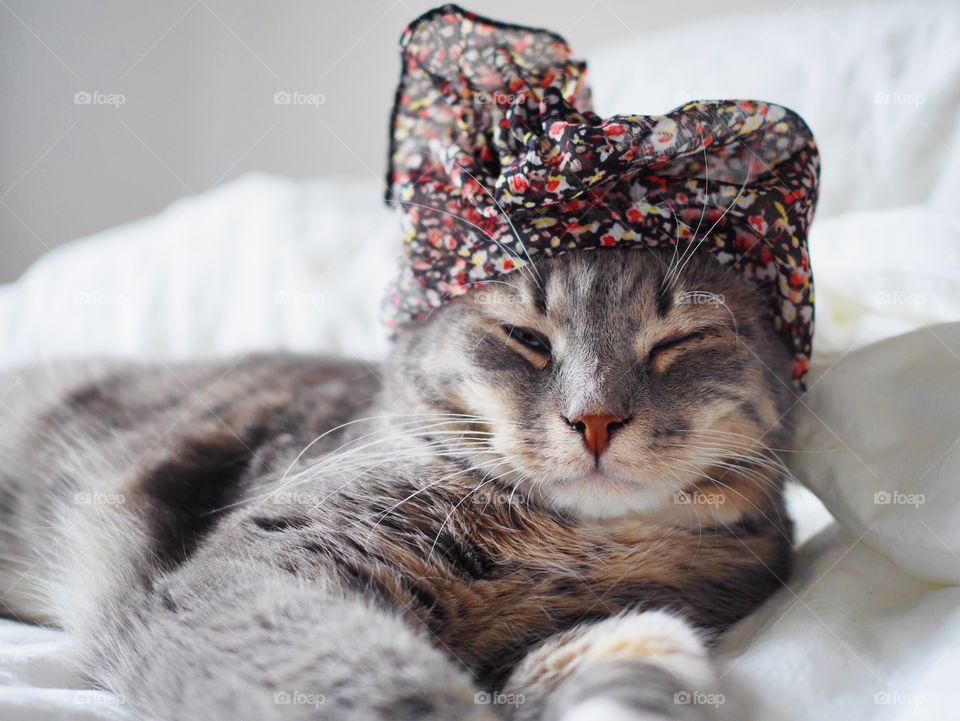 Hat cat