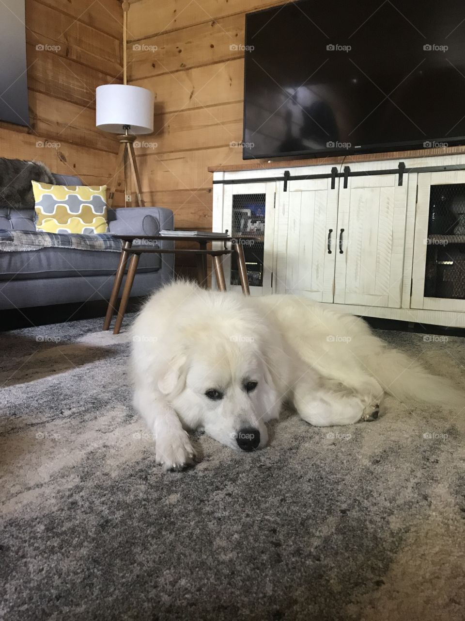 Fluffy polar bear sleeping on the rug