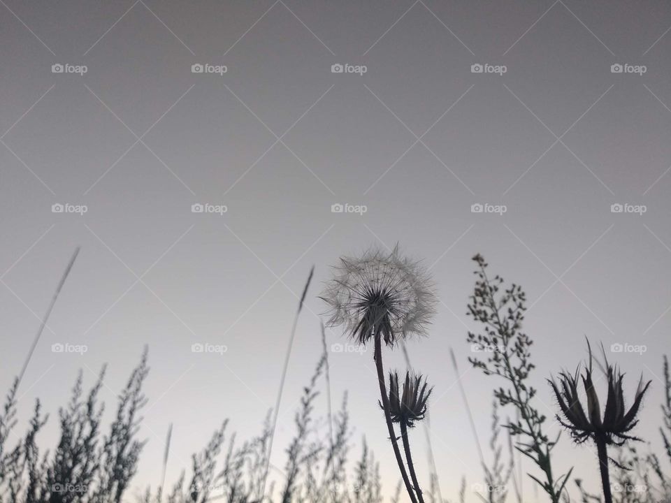 Hawkweed silhouettes