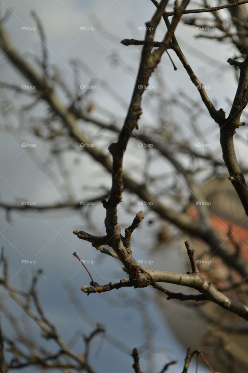 tree with buds. Springtime tree buds