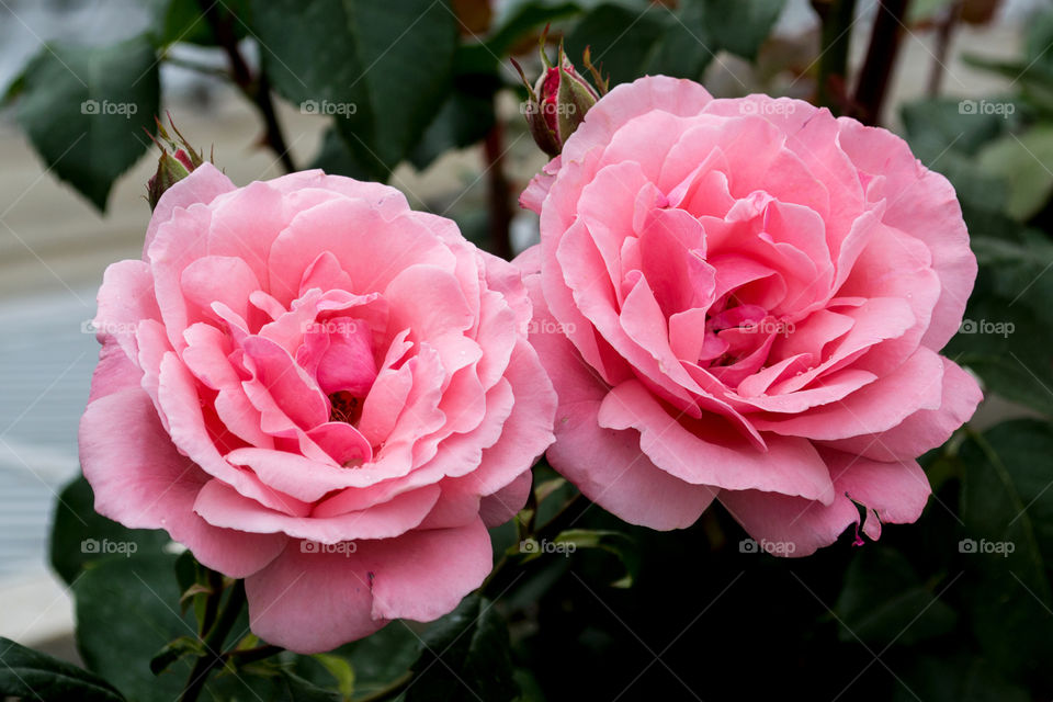 Pink roses blooming in the garden