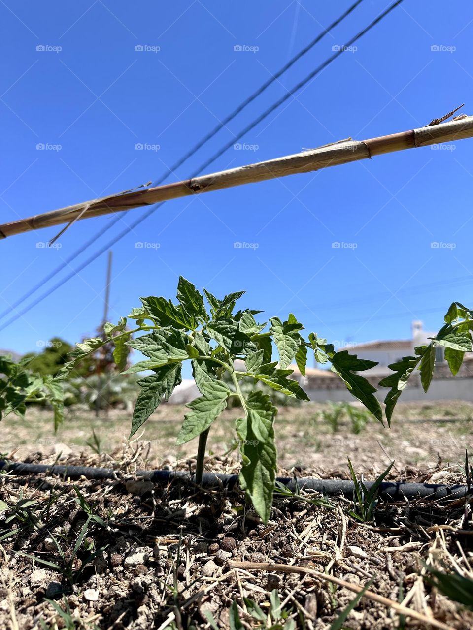 Plant#garden#growth#earth