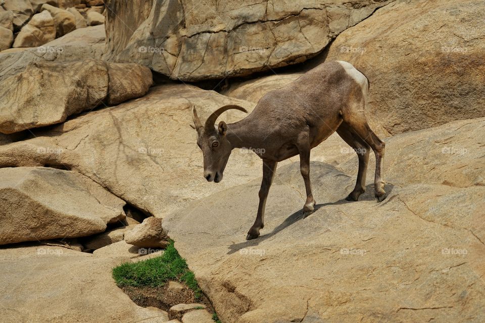 California Desert Bighorn Sheep