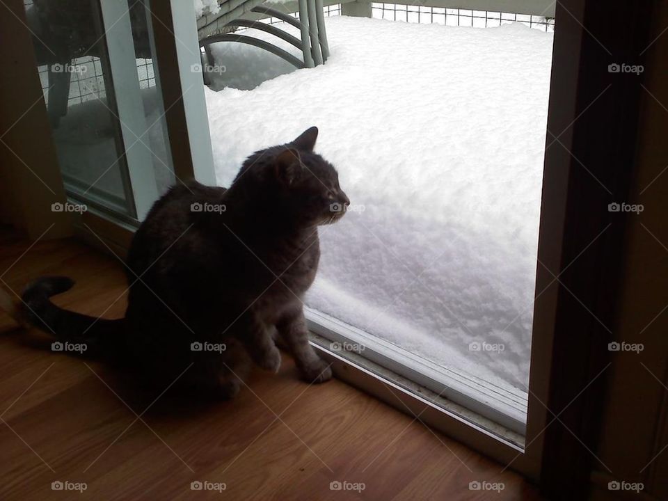 Cats-n-Snow