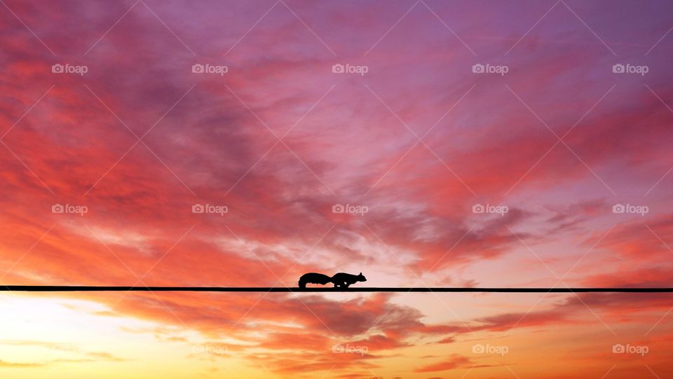 Silhouette of a squirrel running over an electric wire against colorful sunset