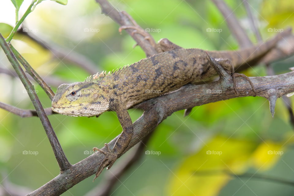 Tree lizards (Chameleons)