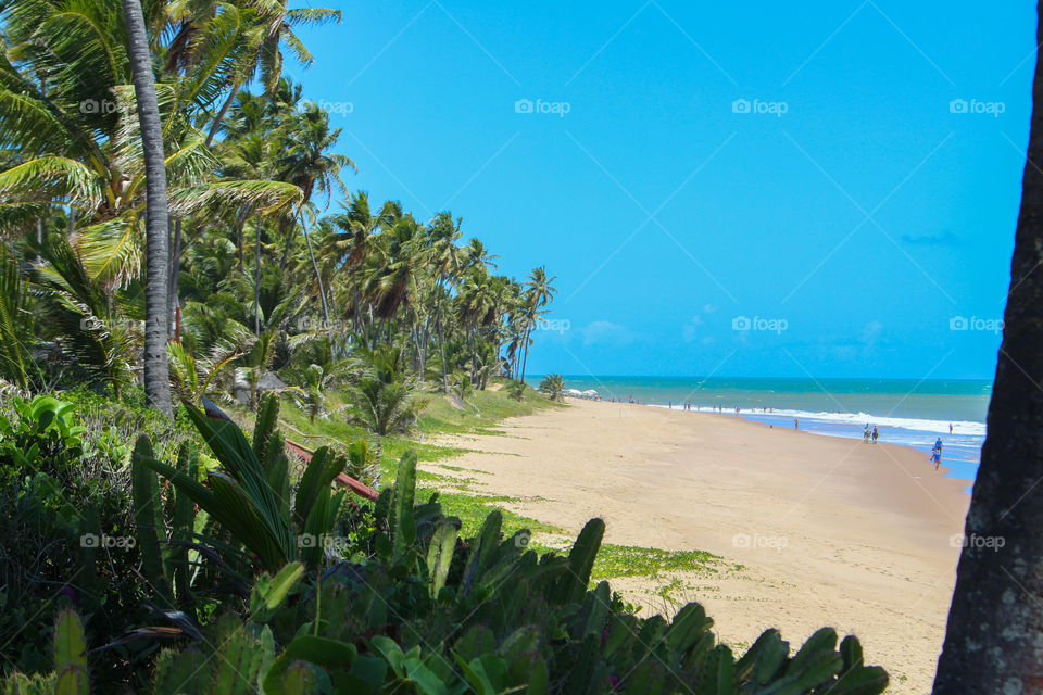 types of plants that grow near the beach in Brazil