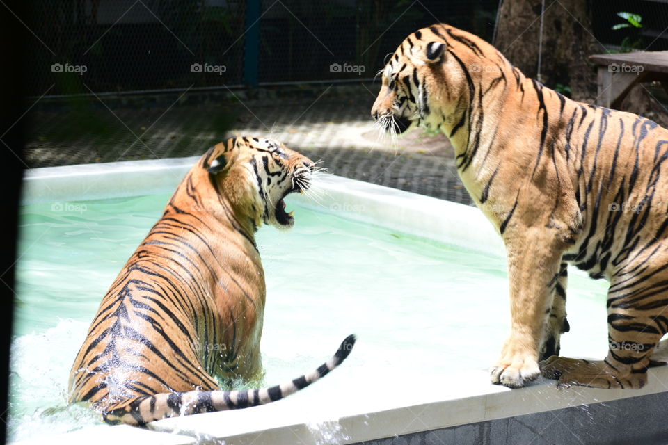 Furious to take down each other