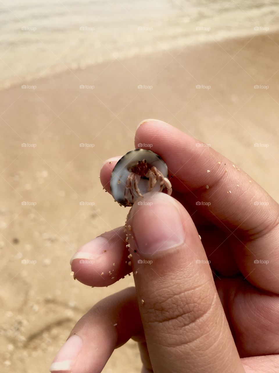 A tiny hermit crab on the beach