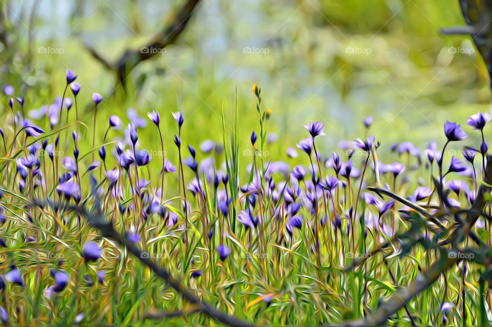 Springtime wild flowers blossoming in a open field