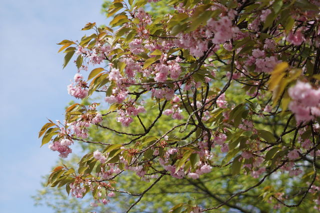 Cherry tree
