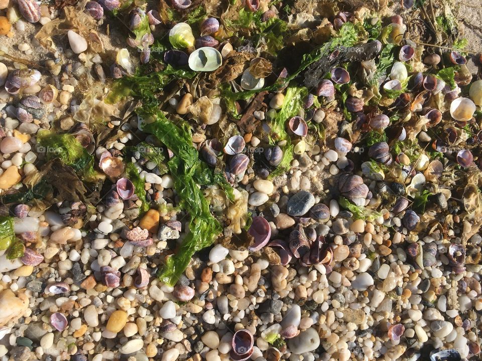 Colorful seashells and pebbles found on the beach.