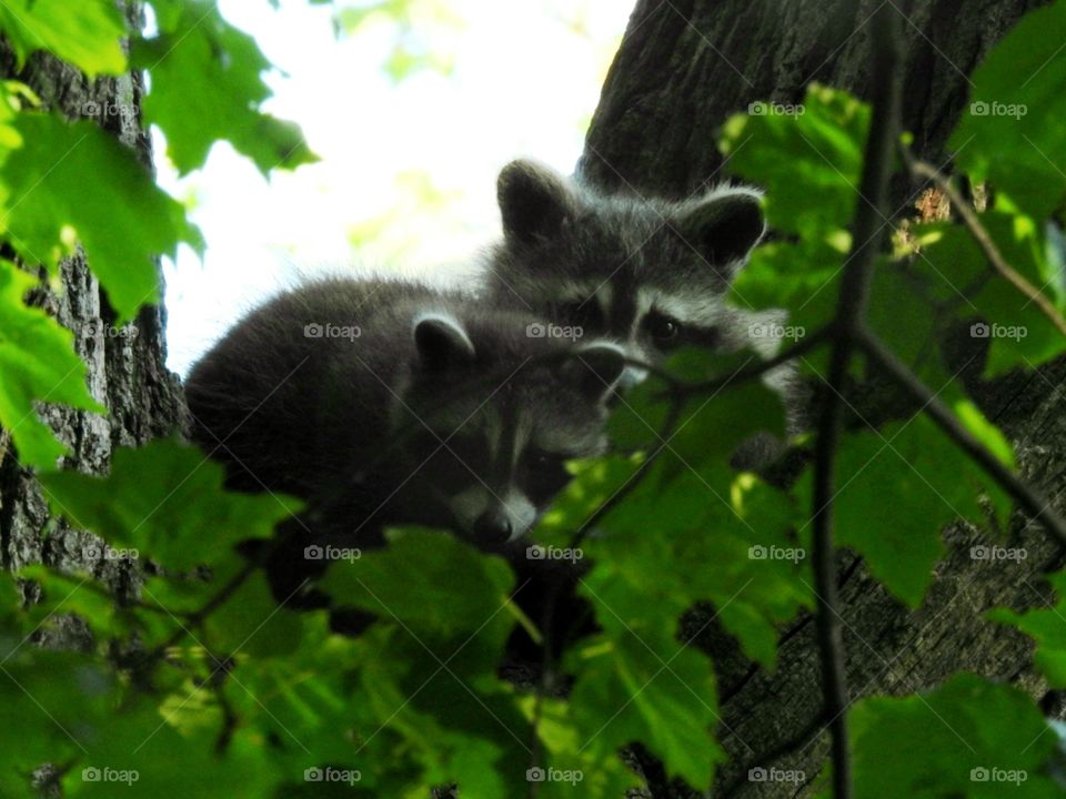 Baby raccoons in the natural habitat