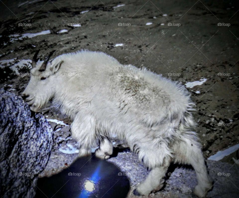 Colorado  Mountains Goat