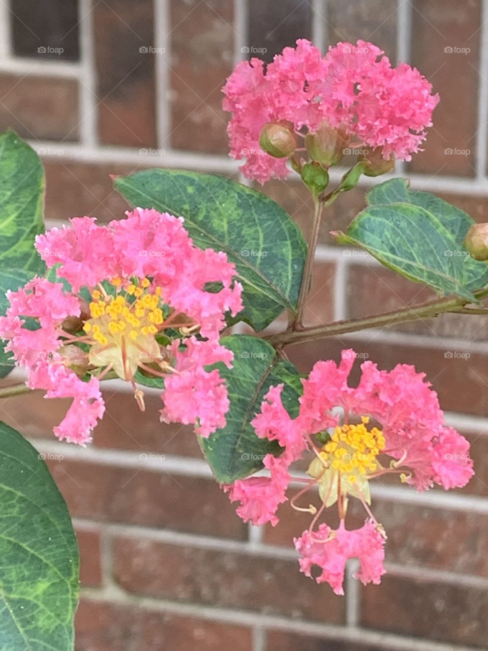 Pink crepe myrtle