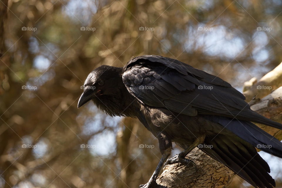 Australian Raven in a tree at sunset