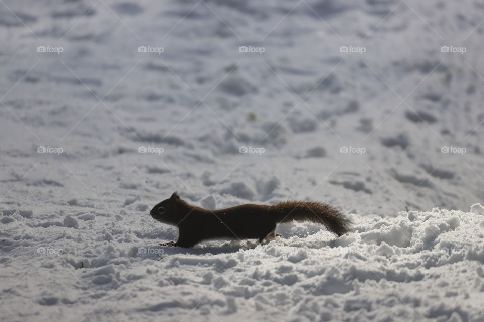 Squirrel on a snow covered ground 