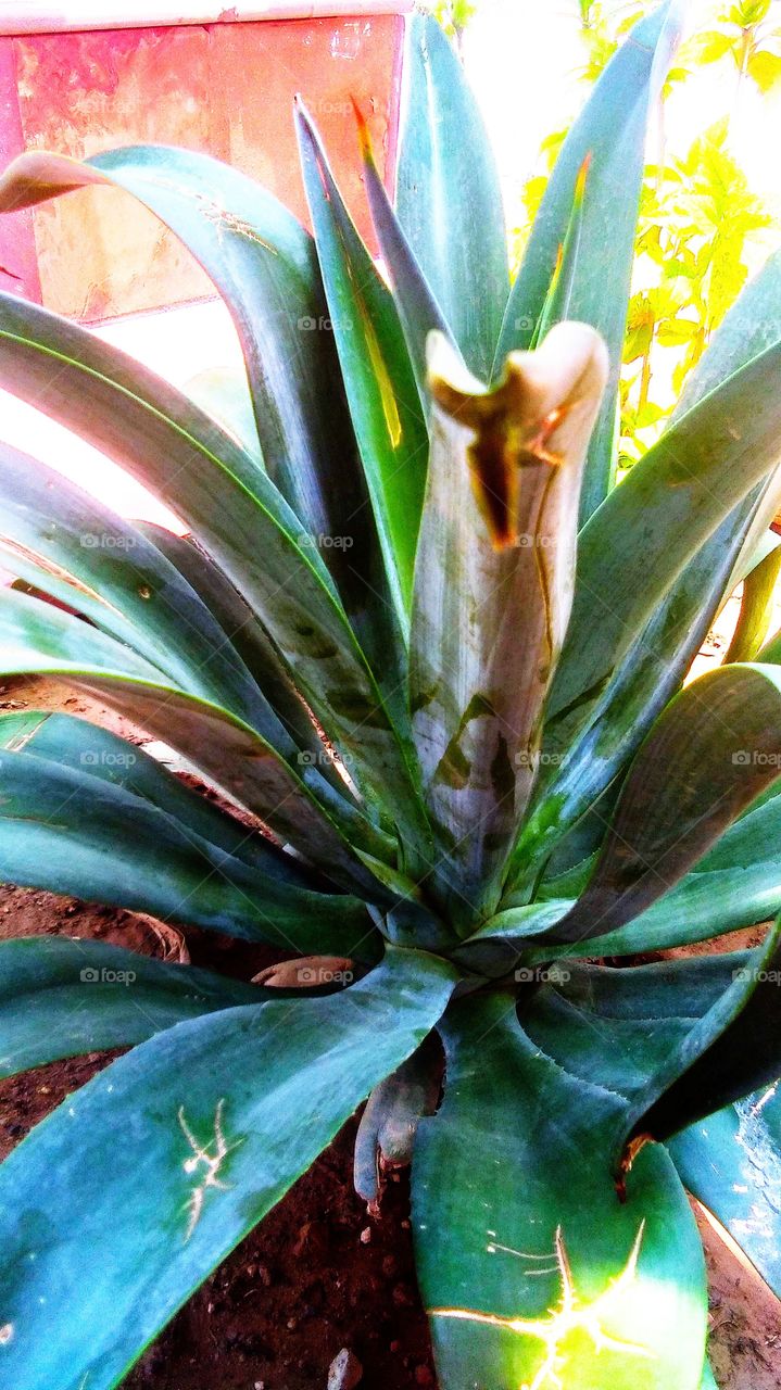 #foap #infoapartemen #foapjuly18 #foapaug18 #foapfeb18 #foapapril17 #foapers #foapjune18 #fotografoaprendiz #sfoapprentices #foaper #infoapartment #foapmission #foapmay18 #foapapr18 #foapit #infoaplikasipaytren #infoapple #foapom #foapjan19 #infoapp