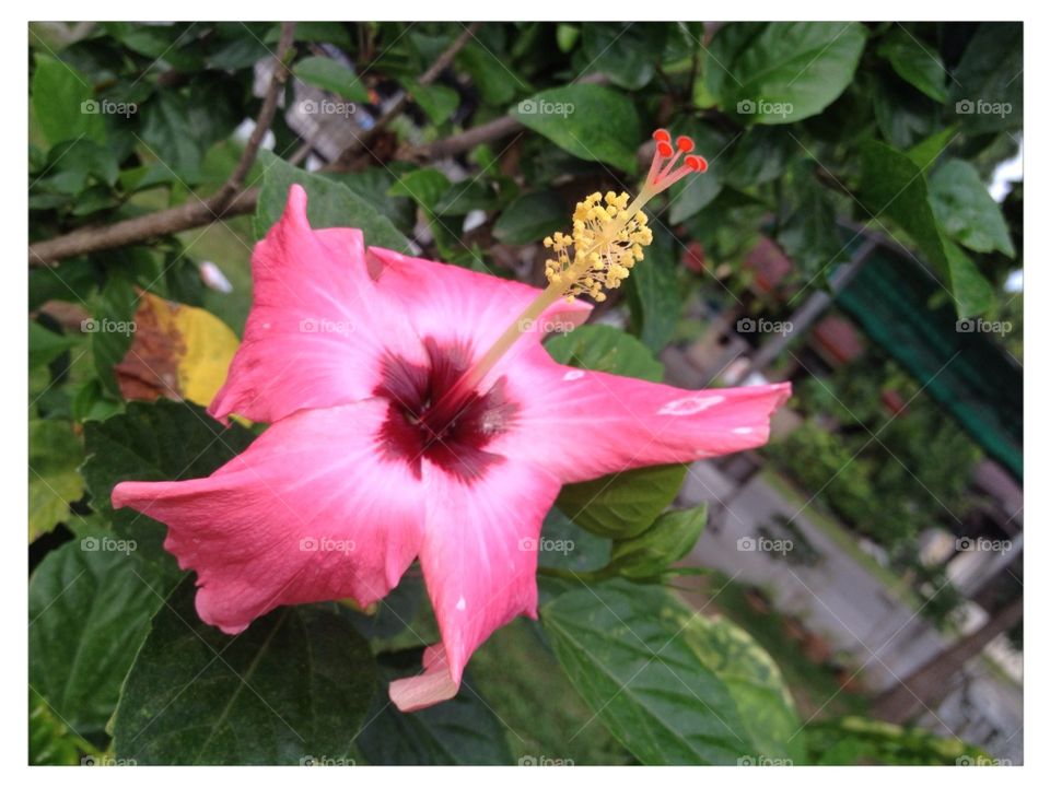 Flower -#Hibiscus