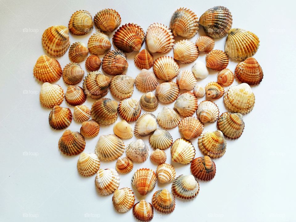 Seashells on a white background form a heart