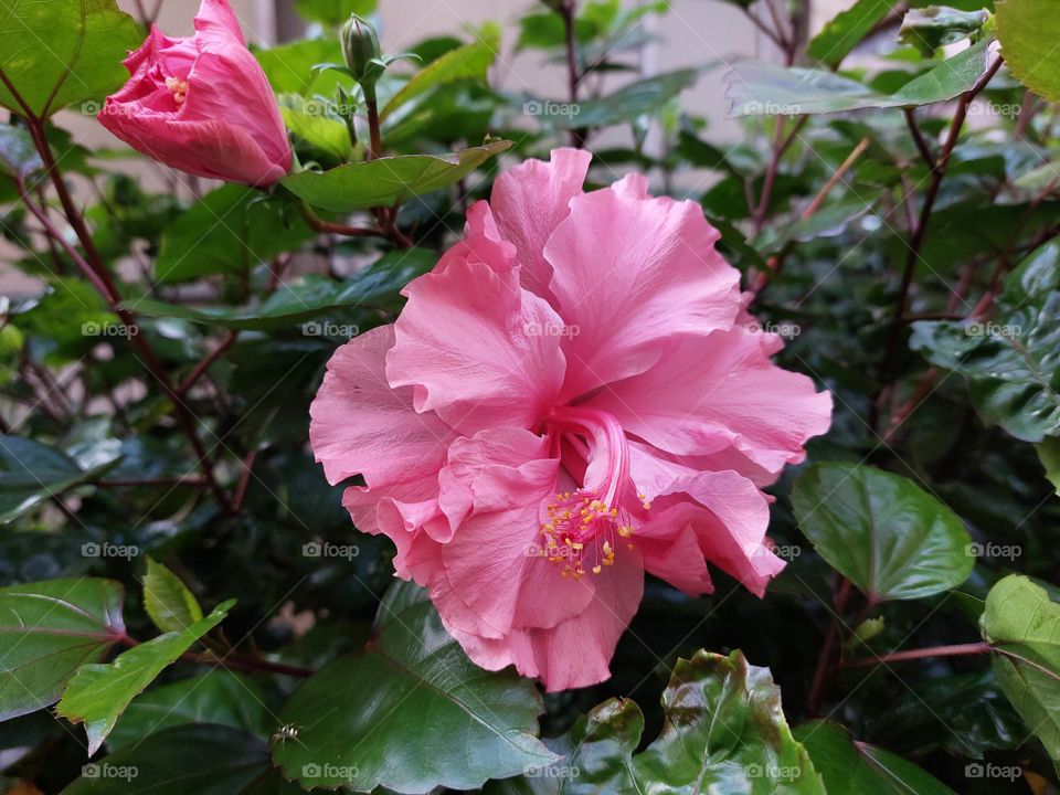 Pink Peony Flower