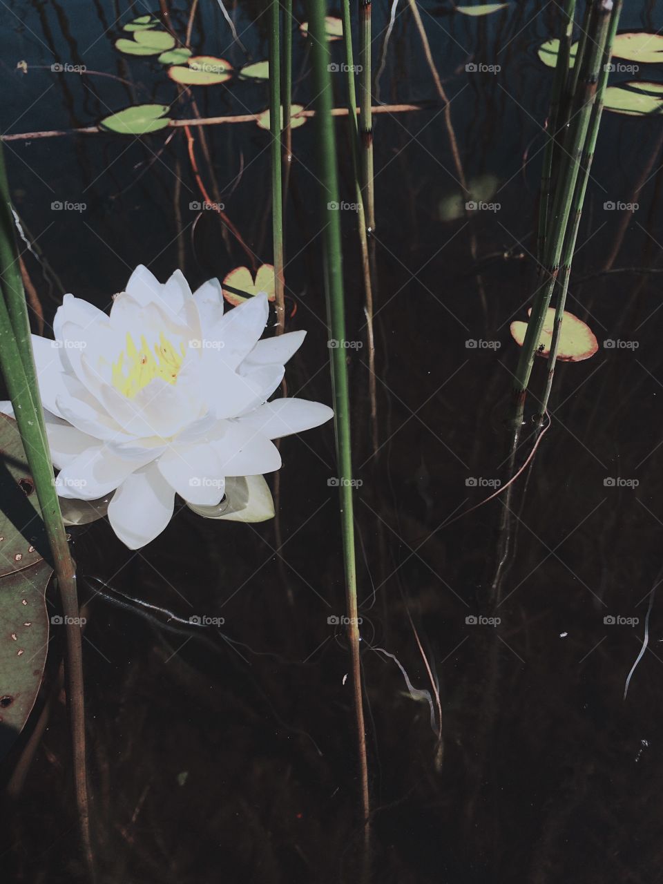 Beautiful water lily during my kayak trip. 