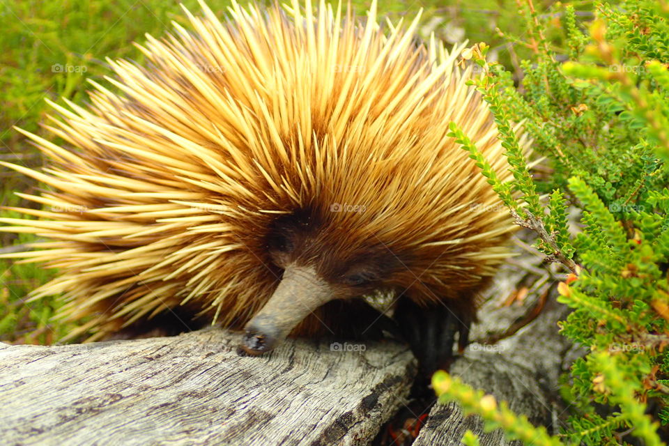 echidna