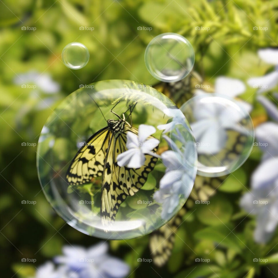 Butterfly in a bubble and staying safe from COVID 