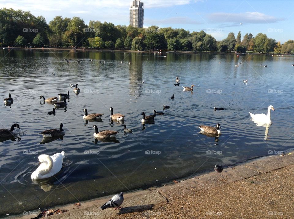Swans, doves and ducks at Hyde park in London 
