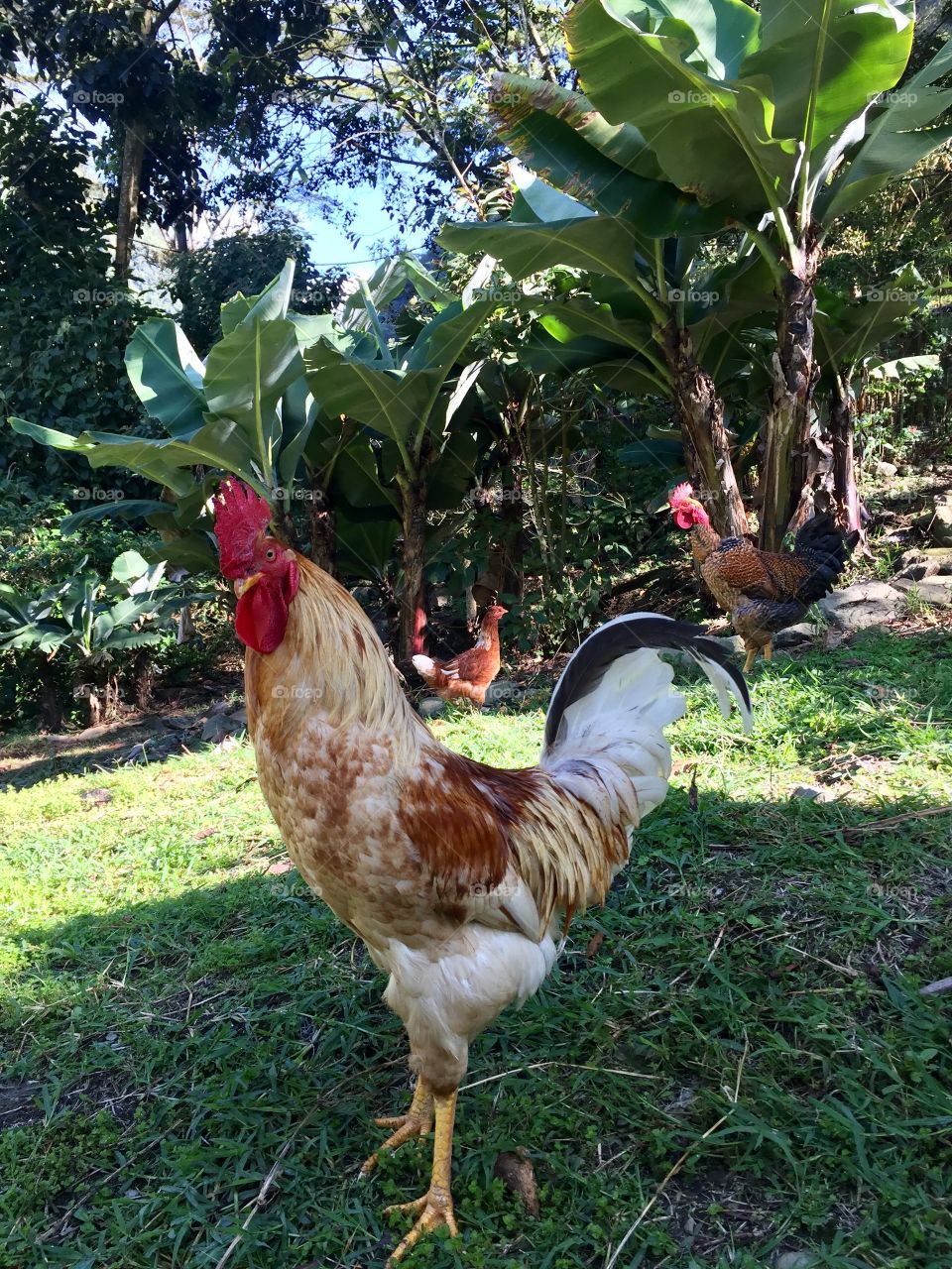 Claudio cuidando a sus gallinas 