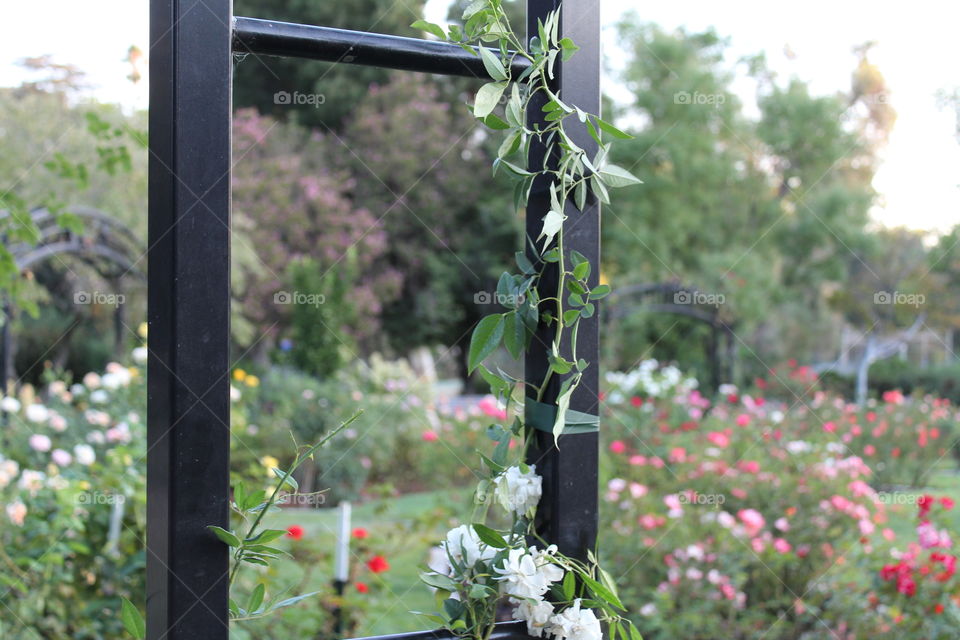 Flower, No Person, Garden, Nature, Flora