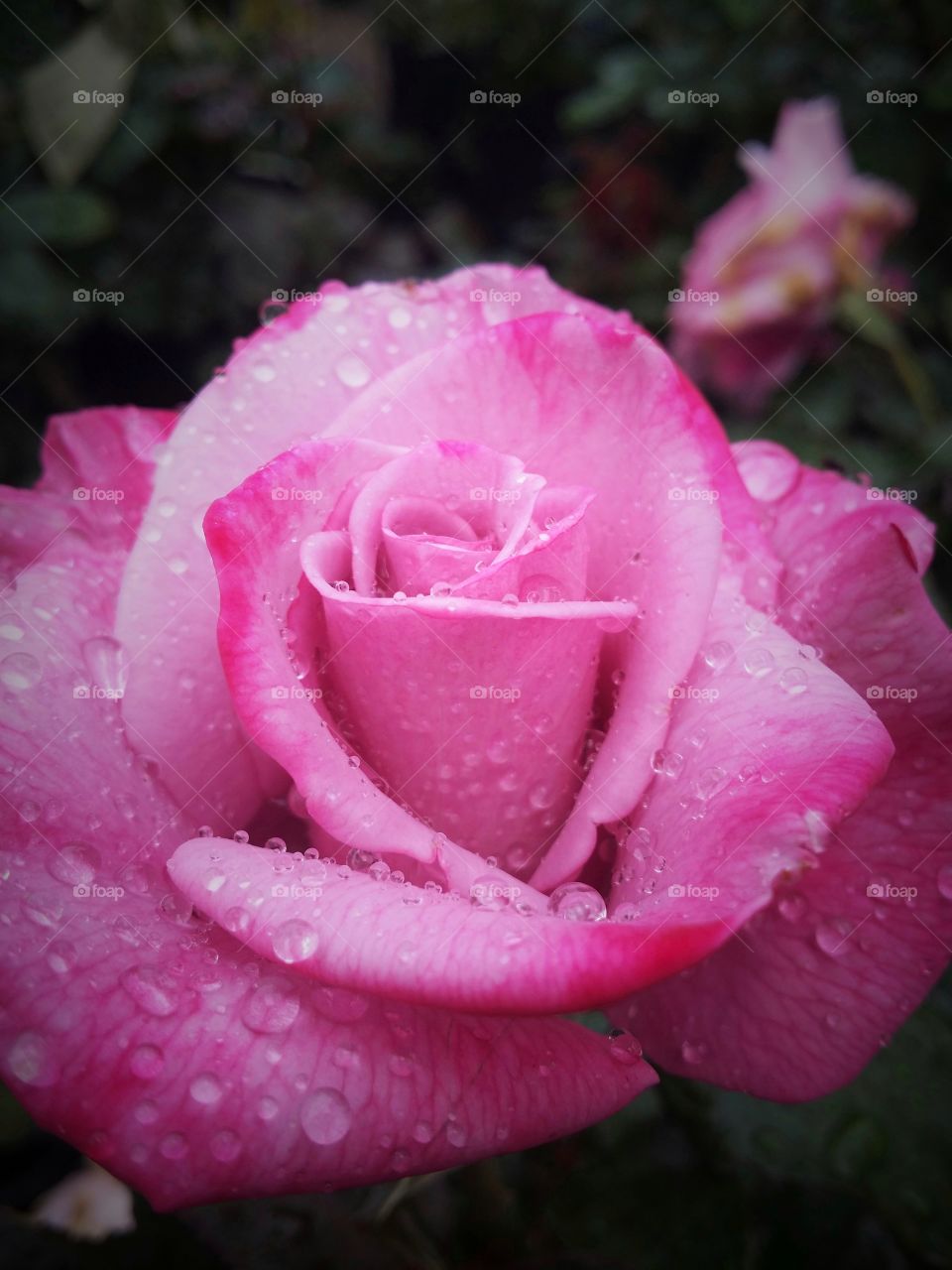 Color love a vibrant pink rose with dew drops on the petals with a dark green background