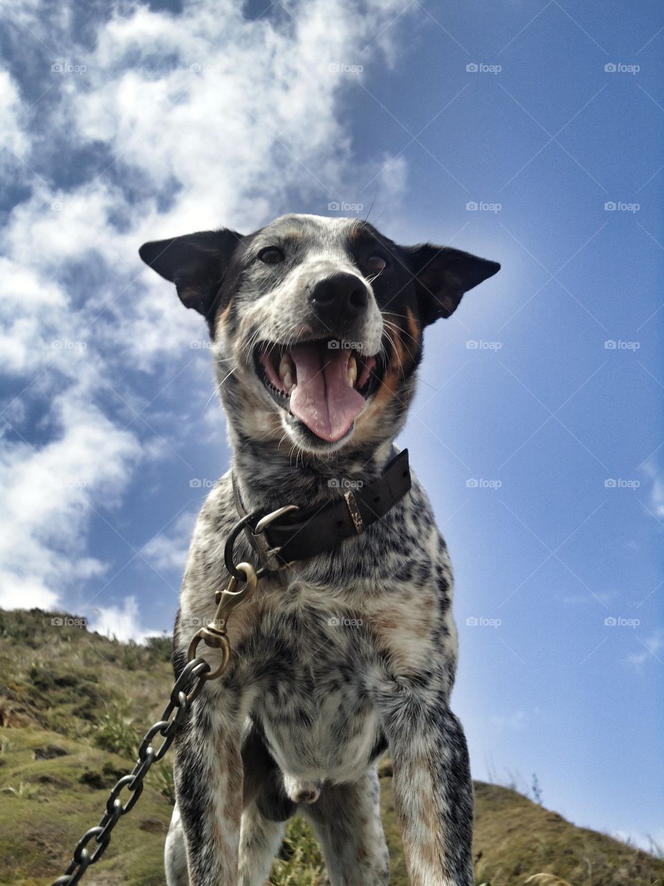 happy Blue healer dog with sky background