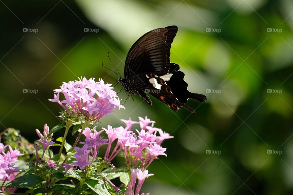 black butterfly in the flowers