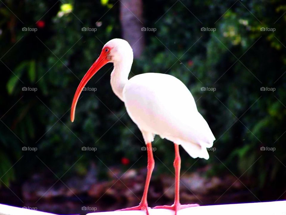 Ibis