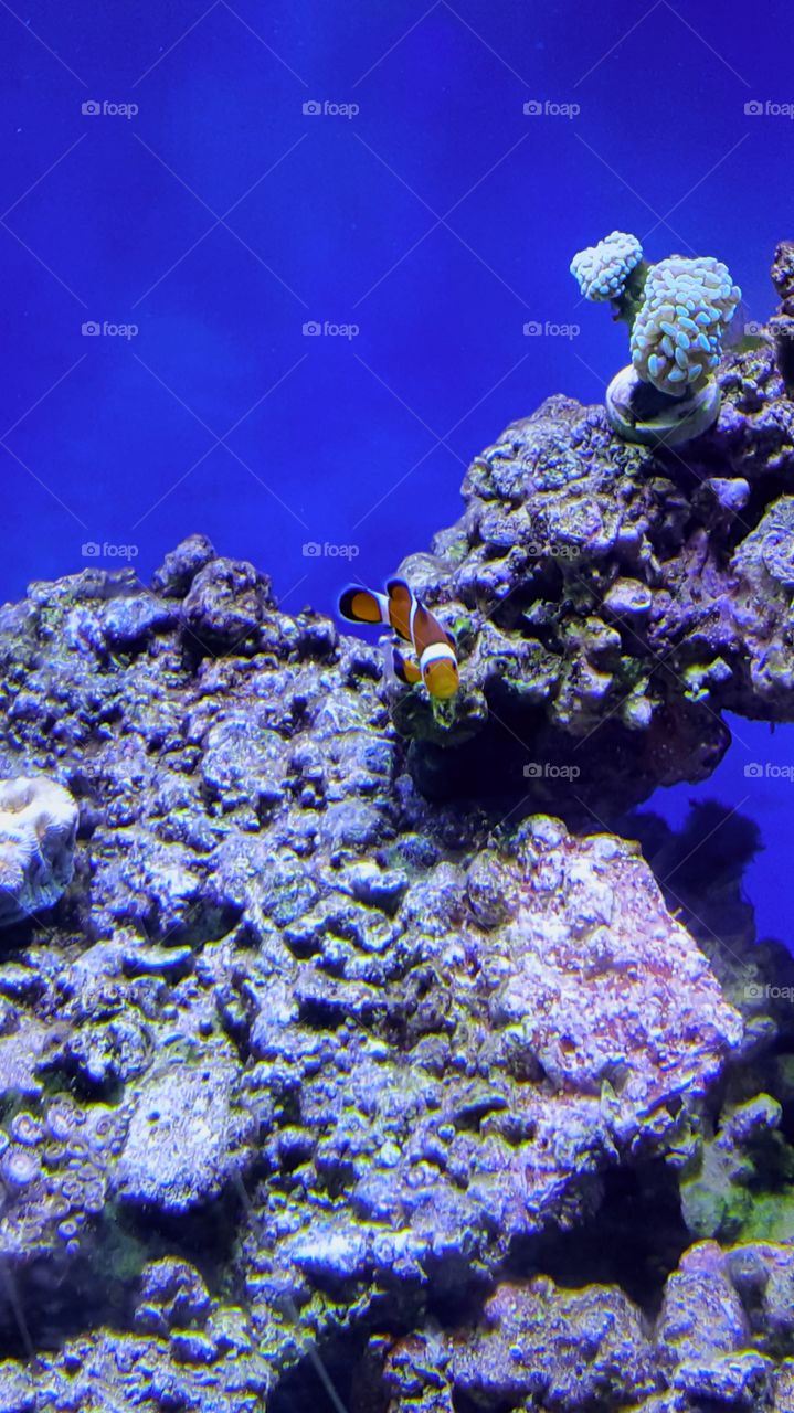 clown fish on my reef