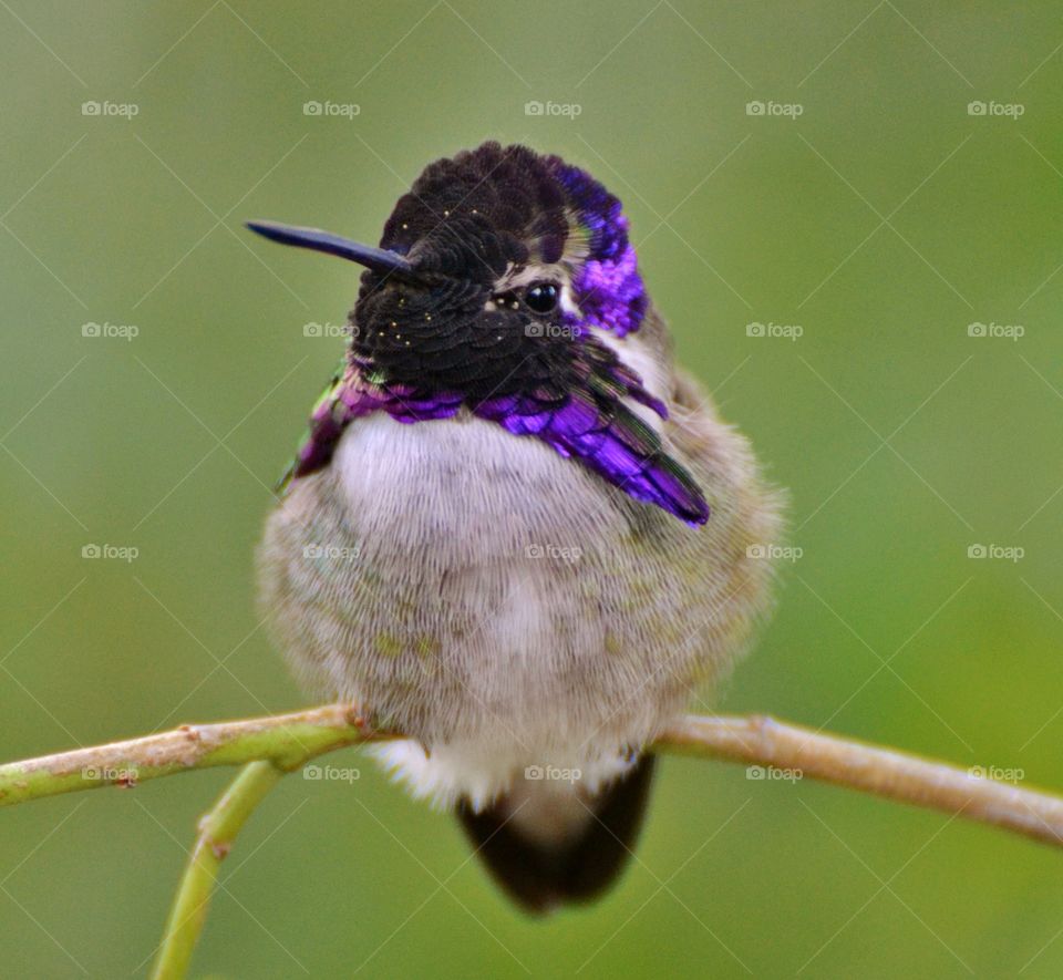 Purple Hummingbird