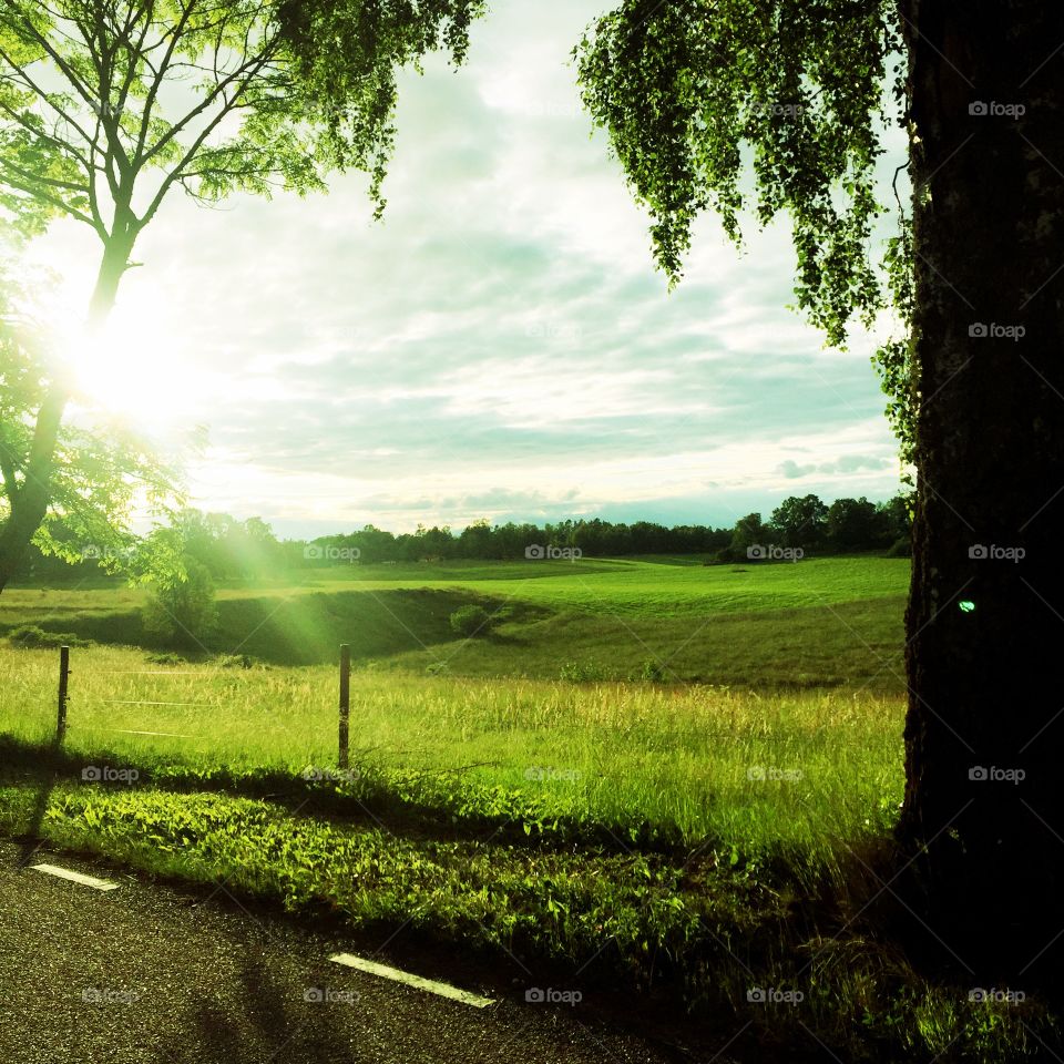 Meadow close to Hjälmaren
