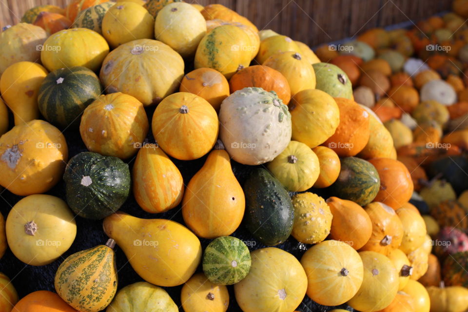 Pile of different species of pumpkins in low light close-up