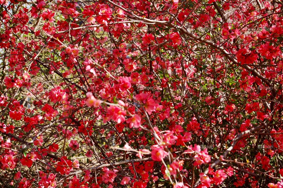 Quince Pear In Bloom