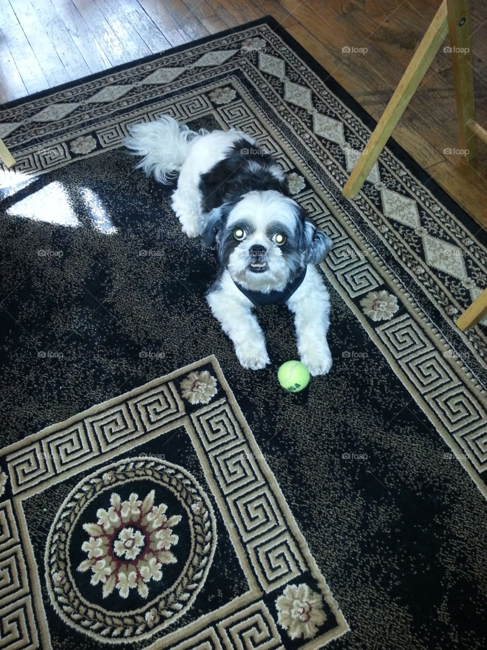 Nena's Buddy. Shih Tzu. Don't touch my ball!