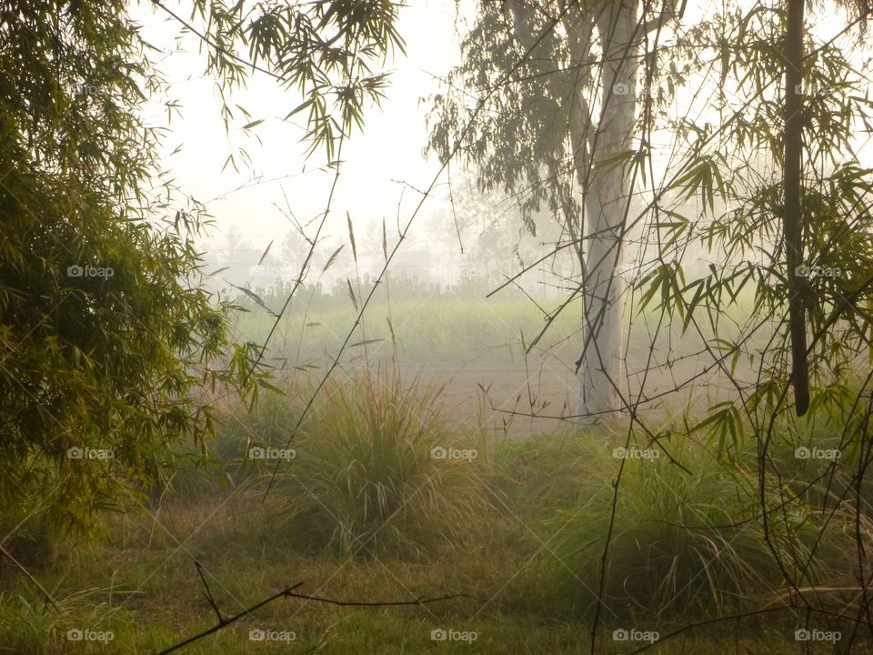 Foggy morning in rural India through a bamboo grove