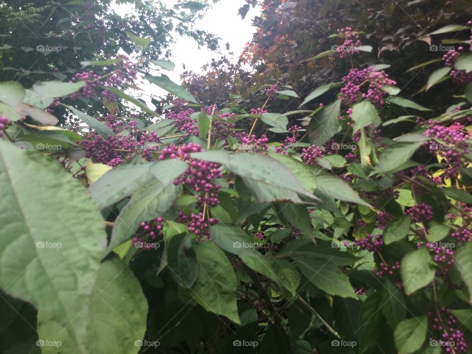 Tree with purple berries 